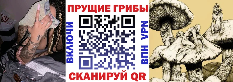 хочу наркоту  Калач  Галлюциногенные грибы Cubensis 